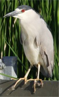 Night Heron