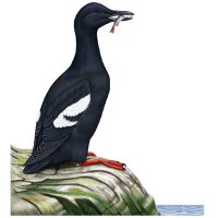 Guillemot