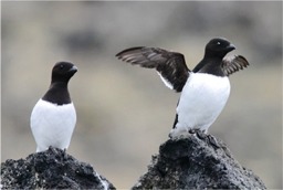 Little Auk