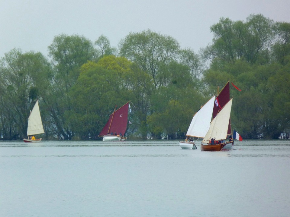 Jolie image groupée des bateaux gitant sous une petite risée devant le rideau d'arbres. 