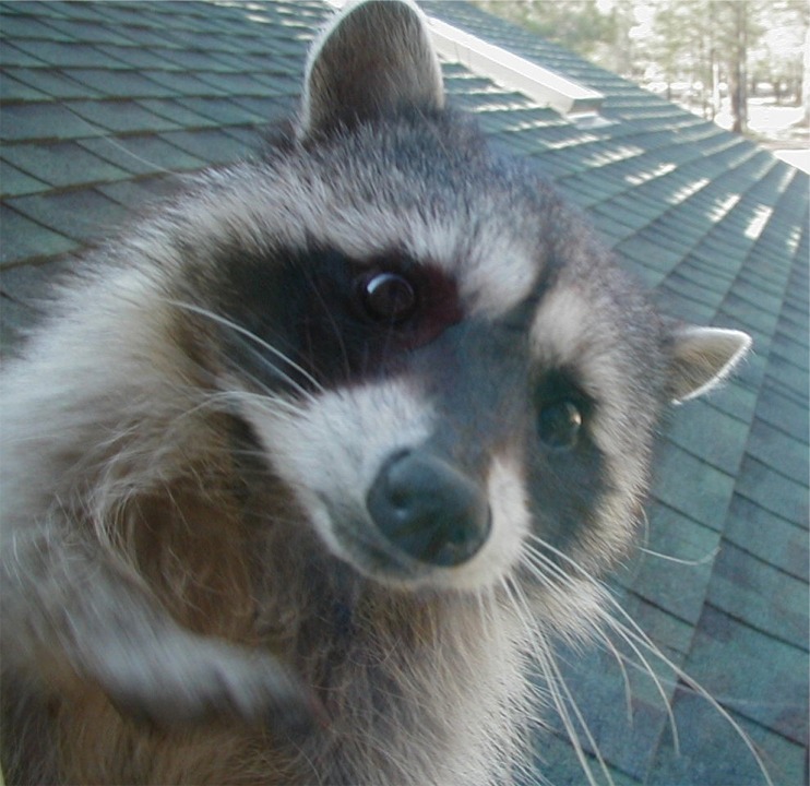Hello, I am the raccoon!