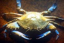 Blue Crab