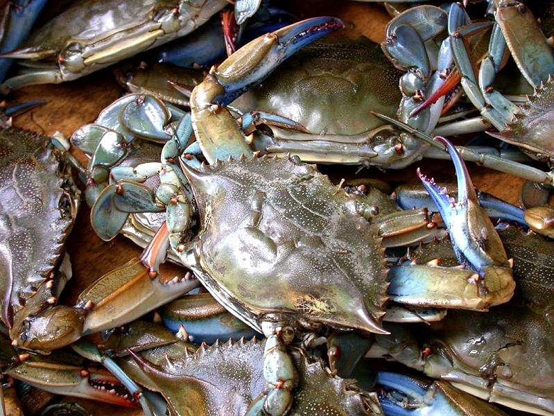 Blue Crab