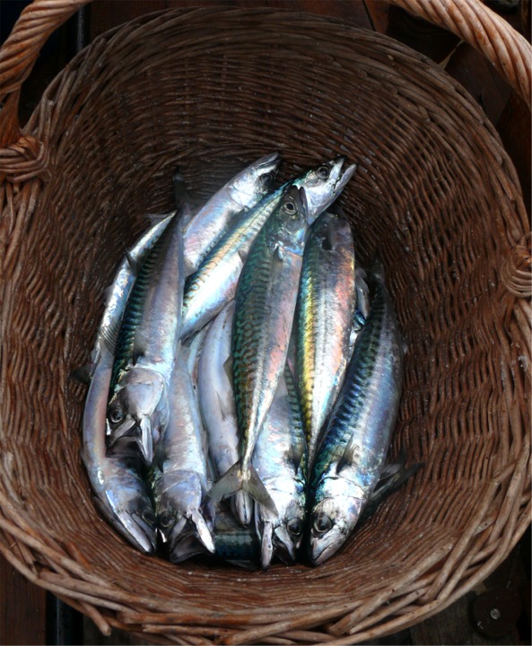 Et voilà le panier ! Quelques heures plus tard, tous ces jolis poissons étaient grillés sur le barbecue : un régal ! 