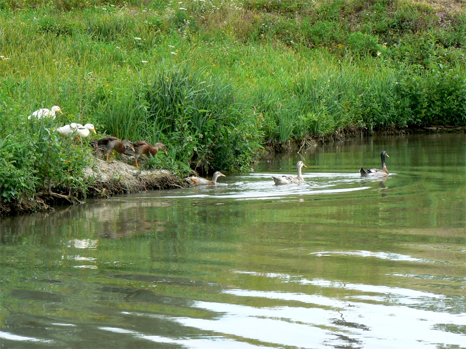 Cette famille de canards vient de lire dans le journal que l'ouverture sur les gibiers d'eau est avanc&eacute;e, et ils se d&eacute;p&ecirc;chent de profiter d'une vie trop br&ecirc;ve... 