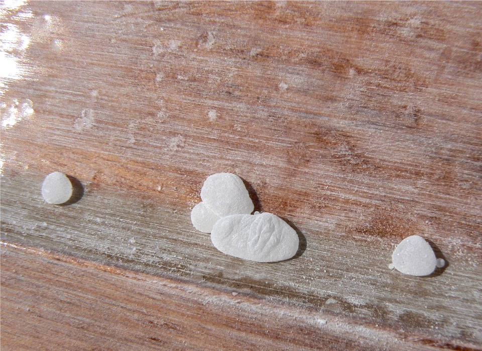 Ces petits cocons sont en fait des gouttes d'eau qui se sont fabriqué une "peau" en roulant sur la coque toute poudreuse du Youyou, et se sont arrêtées dans le joint entre deux clins. Pour vous donner l'échelle, la première à gauche fait 2 mm de diamètre. Dingue ! 