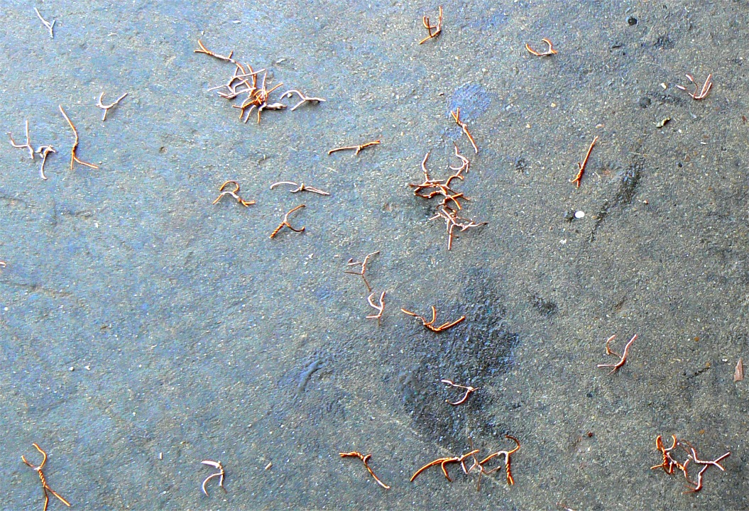 Je commence par couper et extraire toutes les sutures en fil de cuivre. Pour gagner du temps, je les laisse toutes tomber &agrave; terre avant de les balayer. J'ai intelligemment essay&eacute; de les aspirer une fois : j'ai ensuite pass&eacute; plusieurs heures &agrave; d&eacute;gager le circuit d'aspiration de tous ces petits crampons... 