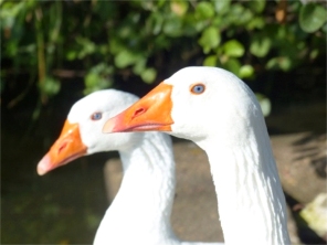 Cliquez pour une image plus grande.