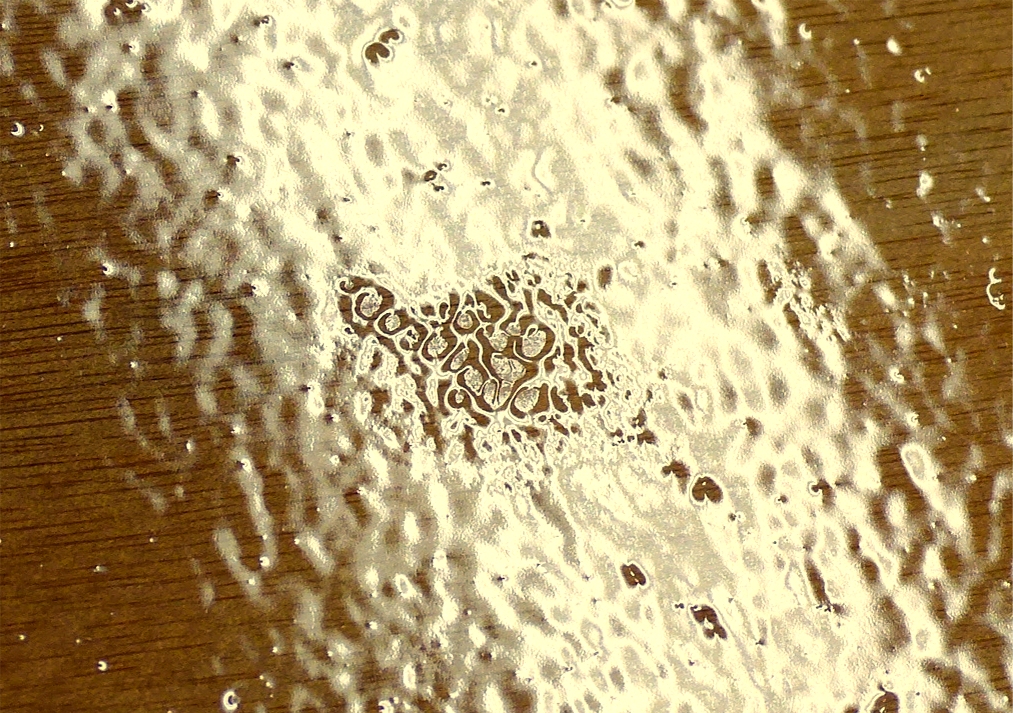 Le lendemain, je fais cette photo d'un "refus" d'&eacute;poxy sur l'arri&egrave;re du bord&eacute; 1 b&acirc;bord. Ces refus, encore appel&eacute;s "fish eyes" par les anglo-saxons (car ils sont souvent bien ronds et font penser &agrave; des yeux de poisson), sont tr&egrave;s frustrants, particuli&egrave;rement parce qu'on ne sait pas bien les expliquer ni donc les pr&eacute;venir. Ils sont caus&eacute;s par des "contaminants" de surface, mais j'ai un peu de mal &agrave; comprendre dans ce cas pr&eacute;cis, car j'ai ponc&eacute;, d&eacute;poussi&eacute;r&eacute; et m&ecirc;me rinc&eacute; cette surface juste avant cette couche d'&eacute;poxy. L'aspect "peau d'orange" est normal, caus&eacute; par le rouleau, de m&ecirc;me que les petites piques, caus&eacute;es par la pr&eacute;sence de fibres abandonn&eacute;es par le manchon du rouleau. Tout cela sera &eacute;limin&eacute; (ou tr&egrave;s r&eacute;duit) par le prochain pon&ccedil;age. 