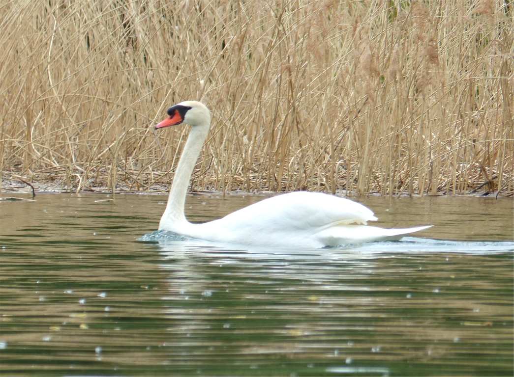 Nous croisons un autochtone. 