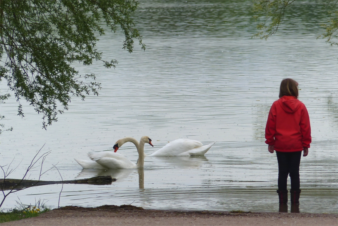 Z&eacute;lie et les cygnes... Allez, &agrave; l'ann&eacute;e prochaine ! 