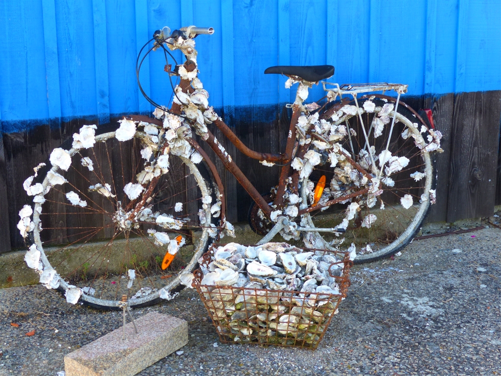 En Charente Maritime, les huitres aiment les vélos (à moins que ce ne soit l'inverse)... 