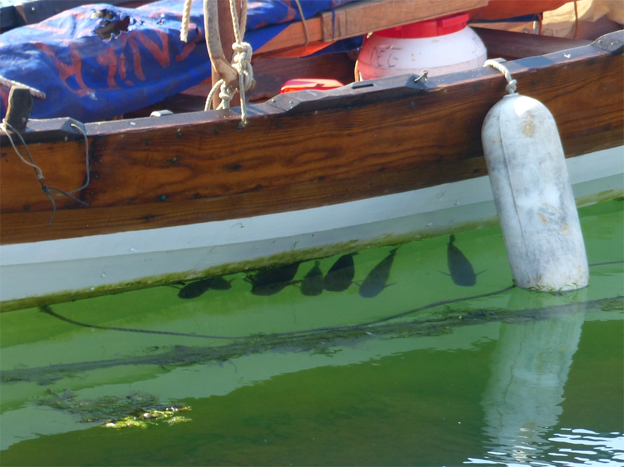 Cette édition de "Temps Fête", tout comme Brest 2016, restera dans les mémoires pour la chaleur : le goudron fond dans les rues de Douarnenez et les mulets se cachent sous les bateaux pour trouver de l'ombre ! 