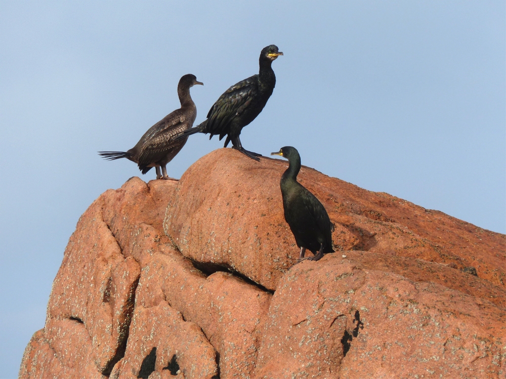 Trois cormorans profitent du soleil revenu. 