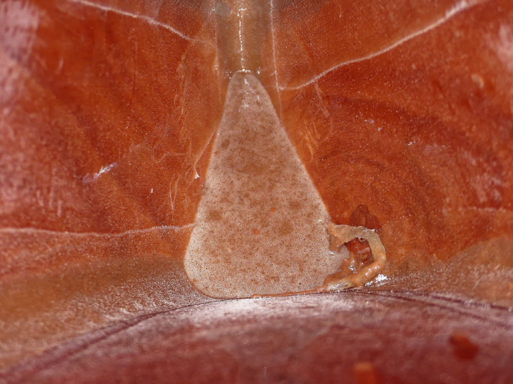 Cette vue int&eacute;rieure de la proue montre que je n'ai pas r&eacute;ussi &agrave; d&eacute;rouler totalement la bande de fibre de verre du joint-cong&eacute; du livet sur b&acirc;bord, ici &agrave; droite car le Wood Duckling est &agrave; l'envers. 