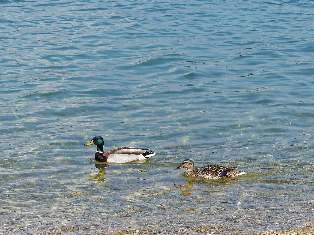 Petite pose pour se reposer les yeux de tous ces si jolis bateaux ! 