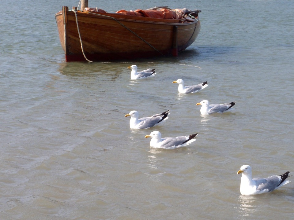 Du coup, les go&eacute;lands aiment bien le bateau, que l'on voit ici au d&eacute;but de l' &eacute;chouage. 