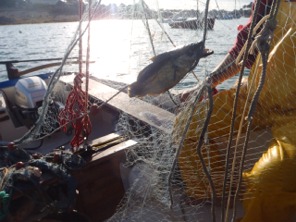 Cliquez pour une image plus grande.