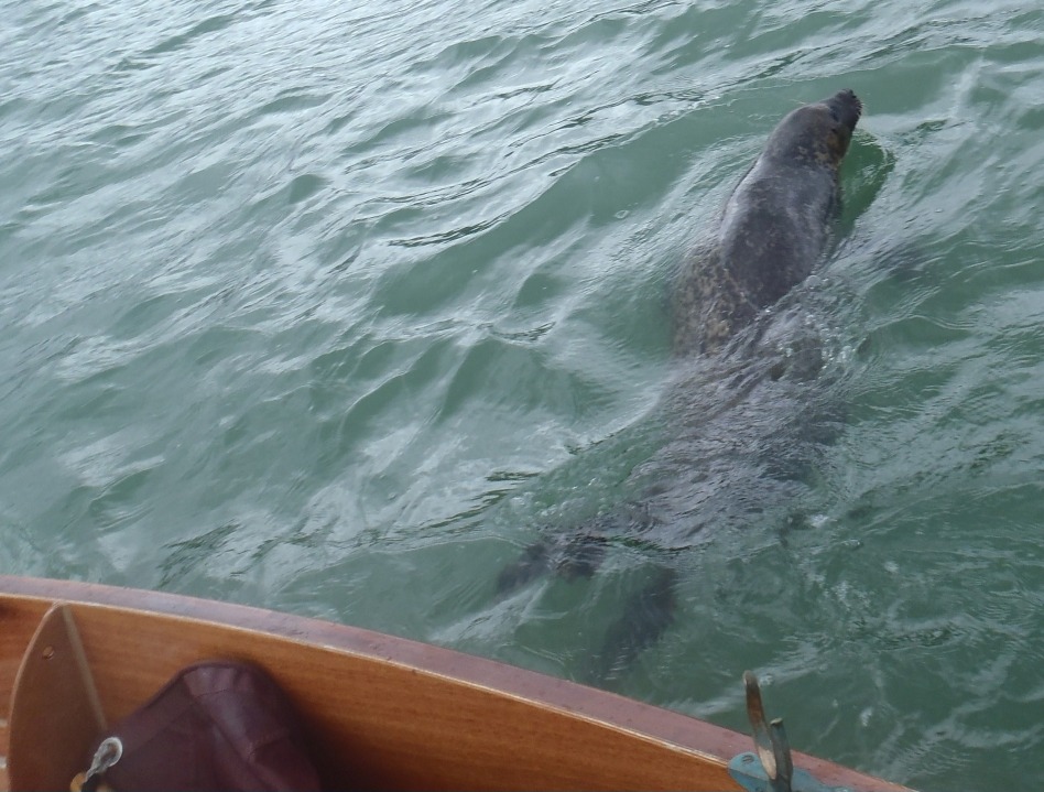 Les deux photos suivantes nous sont envoy&eacute;ees par Didier, skipper du Skerry "Chasse-Mar&eacute;e", qui nous &eacute;crit : &laquo; La saison se termine ! J'&eacute;tais sur la Rance samedi 24 ao&ucirc;t avec les adeptes des Doris. Trois ou quatre heures &agrave; la rame face au vent force 5 et au clapot correspondant... dur ! dur !&nbsp;Mais j'ai fait une rencontre inattendue&nbsp;et un peu stressante quand la "b&ecirc;te" a pos&eacute; sa t&ecirc;te sur le pavois et regard&eacute; l'int&eacute;rieur ...&nbsp;&raquo; 