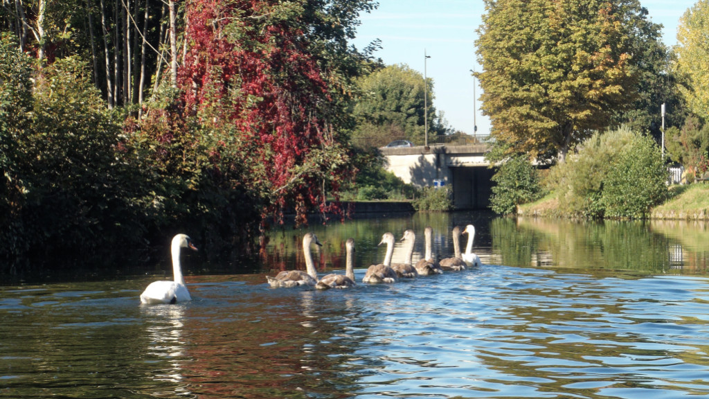 Cette famille de cygnes (Maman cygne, 6 enfants et Papa cygne qui ferme la marche) semble nous indiquer le chemin &agrave; suivre pour une balade &eacute;tonnamment d&eacute;paysante au coeur de la ville d'Amiens. 